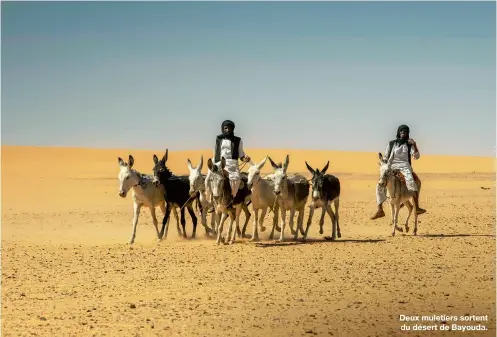  ??  ?? Deux muletiers sortent du désert de Bayouda.