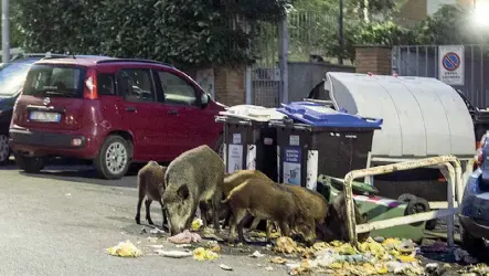  ?? (foto Giuliano Benvegnù) ?? Una famiglia di cinghiali «banchetta» tra i rifiuti davanti ai cassonetti in via dei Giornalist­i