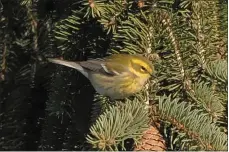  ?? COURTESY OF RUSS HOFFMAN ?? A Townsend’s warbler was another Western species that was seen for the first time in Berks on Dec. 21.