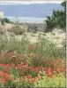  ??  ?? Hier. Les dunes de Pampelonne habillées de coquelicot­s.