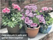  ??  ?? Keep annuals in pots and gather them together