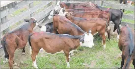  ??  ?? Carrfields sold these heifers for the average price of $500/head.