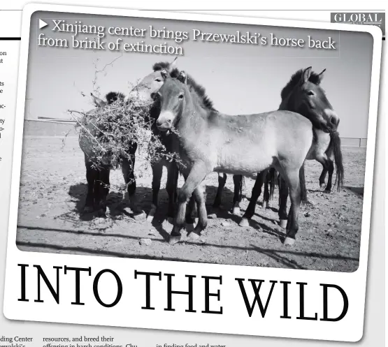  ?? Photos: Cui Meng/GT ?? Four Przewalski’s horses, bred in the Wild Horse Breeding Center in the Xinjiang Uyghur Autonomous Region, wait for their release into the wild.Below: A Przewalski’s horse, an endangered species rarer than the panda, enjoys some sunshine.