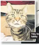  ??  ?? Tilly the tabby