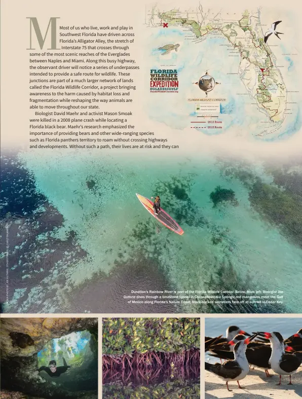  ??  ?? Dunellon's Rainbow River is part of the Florida Wildlife Corridor. Below, from left: Biologist Joe Guthrie dives through a limestone tunnel in Chassahowi­tzka Springs; red mangroves meet the Gulf of Mexico along Florida's Nature Coast; black-backed...