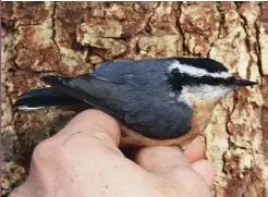  ?? ?? The most remarkable record of the month was this Red-breasted Nuthatch that was trapped and ringed in Germany on 28th.