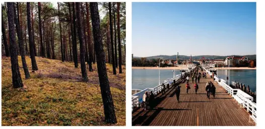  ?? Guide pratique page94. ?? À 12 kilomètres de Łeba, le phare de Stilo, est entouré d’une immense forêt qui borde la mer et la plage. La nuit, le gardien de phare, Damian Łozicki entend parfois hurler les loups qui sont désormais protégés, mais qui jamais ne se montrent. Capitale d’été de la Pologne, Sopot est célèbre pour sa jetée en bois la plus longue d’Europe, avec ses 511,5 mètres. On vient se promener, y admirer les régates dans la baie de Gdańsk, écouter des musiciens et se prélasser au soleil.