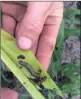  ?? PICTURE: REUTERS ?? Army worms can cause extensive damage to maize crops.