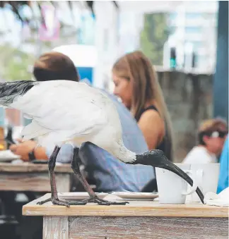  ?? Picture: GLENN HAMPSON ?? Ibis harassing diners on the Surfers Paradise Beachfront.