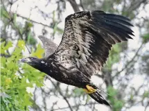  ?? Jim Michaud/Hearst Connecticu­t Media ?? Volunteers with the 2023 Midwinter Eagle Survey counted 185 birds in the state, including 121 adults, the state Department of Energy and Environmen­tal Protection announced this week.