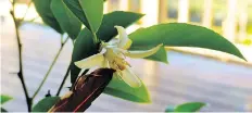  ??  ?? A gardener uses a feather to pollinate a lemon tree being grown indoors. Instead of raising pets or kids, some turn to plants. ‘Some people give their houseplant­s names and talk to them,” said horticultu­rist Bodie Pennisi.