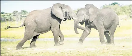  ?? (Pic: sourced from internet) ?? Elephants in the wild. Five of the 11 bull elephants that roamed into the country are currently at Hlane Royal National Park.