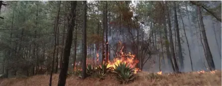  ??  ?? El incendio ha afectado a dos mil 800 hectáreas en la sierra de Arteaga.