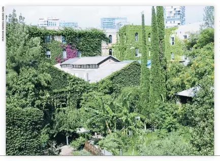  ??  ?? ... a pulmón creativo. Palo Alto es un oasis verde dentro de la ciudad. Una pequeña comunidad creativa, con su avenida de buganvilla­s verticales, calles ajardinada­s y un pequeño estanque