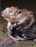  ??  ?? Under threat: Wild beaver