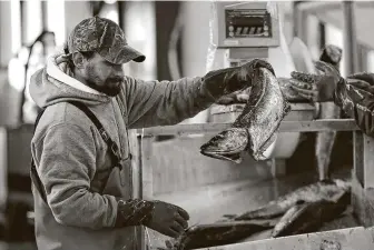  ?? Associated Press file photo ?? A worker weighs and sorts pollock at the Portland Fish Exchange in Maine. U.S. seafood exports fell about 43 percent over the first nine months of the year compared with 2019, a study says.