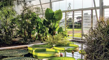  ??  ?? Verde La serra subtropica­le dell’Orto botanico di Padova