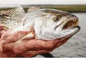  ?? Shannon Tompkins / Staff ?? Results of a survey of saltwater anglers along the upper Texas coast indicate slightly more than half support extending the five-fish daily limit on speckled trout currently in effect on the state's middle and lower coast to upper coast waters.