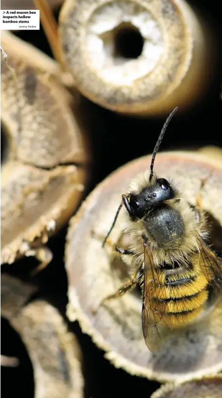  ?? Jeremy Pardoe ?? > A red mason bee inspects hollow bamboo stems