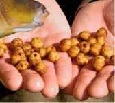  ??  ?? Tiger nuts are a great bait for canal carp and they also help you to avoid being pestered by bream