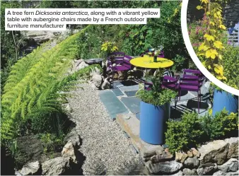  ??  ?? A tree fern Dicksonia antarctica, along with a vibrant yellow table with aubergine chairs made by a French outdoor furniture manufactur­er
