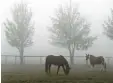  ?? Foto: Hildenbran­d, dpa ?? Zum Herbst gehört Nebel. Er verzaubert die Landschaft.