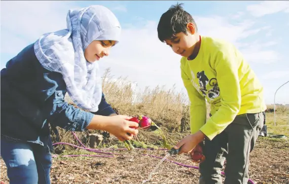  ?? YOLANDE COLE ?? Cousins Bayan Riyad, 11, left, and Ammar Abdullah, 8, clean radishes at Calgary’s Land of Dreams urban farm where Syrian and Yazidi families have been growing vegetables.