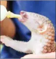  ?? SAHIBA CHAWDHARY ?? A baby pangolin is fed milk at the Phnom Tamao Wildlife Rescue Centre.