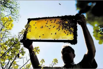  ?? ARCHIV-BILD: PATRICK PLEUL ?? Ein Imker zeigt eine Bienenwabe an einem blühenden Rapsfeld.