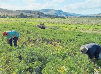  ?? Photos / Supplied ?? Members of Te Rora iwi harvest kamokamo and watermelon­s from Site 1.