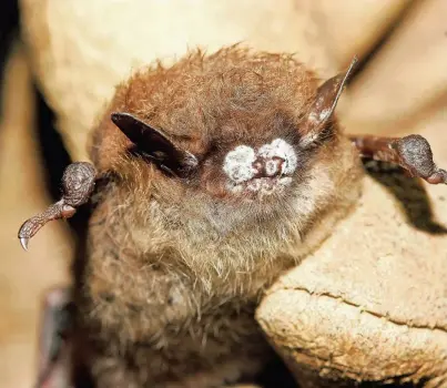  ?? PHOTO PROVIDED BY RYAN VON LINDEN/NEW YORK DEPARTMENT OF ENVIRONMEN­TAL CONSERVATI­ON. ?? A little brown bat with white-nose syndrome.