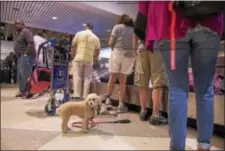  ?? RICK KAUFFMAN — DIGITAL FIRST MEDIA ?? Lille, the mini poodle, gives a concerned look around the baggage claim at the Southwest Airlines terminal at the Philadelph­ia Internatio­nal Airport Friday as people were arriving from Orlando, Fla., to escape Hurricane Irma.