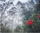  ??  ?? Mist and proteaceae on the Organ Pipes Track by @tabadge