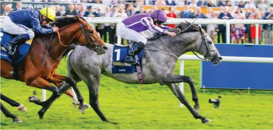  ??  ?? MAJOR PLAYER. Capri, winner of Saturday’s St Leger at Doncaster, will be a huge contender for the Prix de l’Arc de Triomphe at Chantilly in France on Sunday 1 October should the connection­s decide to run him.