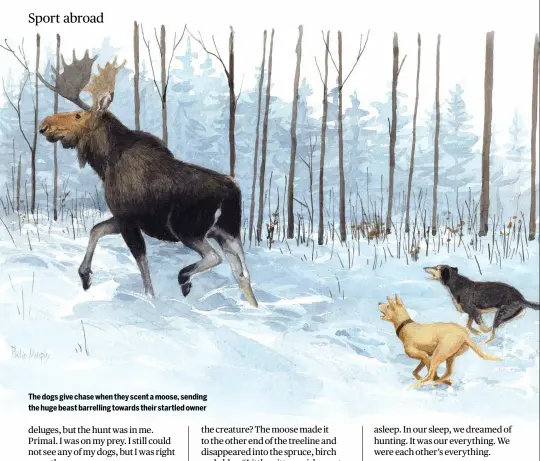 ?? ?? The dogs give chase when they scent a moose, sending the huge beast barrelling towards their startled owner