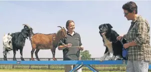  ?? FOTO : EMA ?? Auch die Begegnung mit „fremden“Tieren, wie etwa Ziegen, kann Bestandtei­l einer Therapie für verängstig­te Hunde sein.