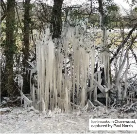  ??  ?? Ice in oaks in Charnwood, captured by Paul Norris