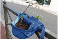  ??  ?? Tout a commencé avec l’installati­on de deux petites jardinière­s sur des barrières non loin du centre administra­tif avec à l’intérieur des fraises et du basilic déjà proposés en libre-service.