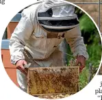  ??  ?? Hannah and Rory O’Brien, above with their children Kieran and Alice, use traditiona­l wooden hives.