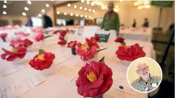  ?? ANDY JACKSON/STUFF ?? Science is helping camellia enthusiast­s combat petal blight, says NZ Camellia Society president Tony Barnes (inset).