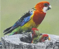  ?? Picture: Trevor Pescott ?? Eastern rosellas often nest in old, hollow fence posts.