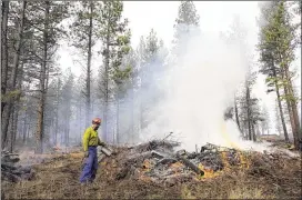  ?? CONTRIBUTE­D BY DESCHUTES COLLABORAT­IVE FOREST PROJECT 2013 ?? A worker burns a pile of collected undergrowt­h in the Deschutes National Forest in central Oregon. Thinning projects have been the result of cooperatio­n between the Deschutes Collaborat­ive, the state Forest Service and programs such as the Good...