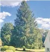  ?? COURTESY ?? The 79-foot spruce from Elkton will be felled Nov. 11, and a tree lighting ceremony will take place in New York City Dec. 1.