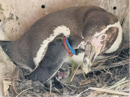  ?? ?? Four Humboldt penguin chicks were born at Marwell Zoo. Picture: Marwell Zoo.