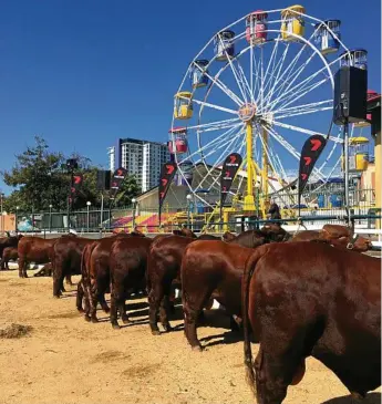  ??  ?? WHEN COUNTRY MEETS CITY: A shot of the santa gertrudis cattle at the Brisbane Ekka recently.