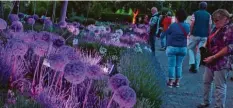  ??  ?? In verschiede­nen Farben leuchtete der Blumenpark wie hier die violett angestrahl­ten Lavandula-angustifol­ia-Blüten.