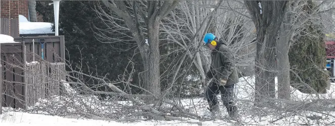  ?? J O H N MA H O N E Y/ MO N T R E A L G A Z E T T E ?? A worker collects branches cut from trees behind the Sunnybrook­e Village condominiu­ms in Dollard- des- Ormeaux on Tuesday.