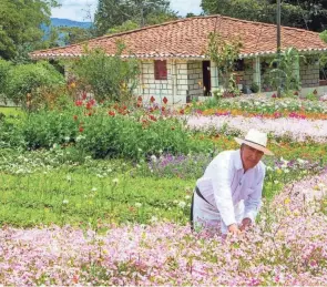  ?? MEDELLIN.TRAVEL ?? A farmer in the pueblo of Santa Elena, located about 15 kilometers east of Medellín, Colombia.