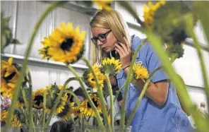  ??  ?? Ag student Tanna Tidwell surveys an arrangemen­t of sunflowers as area agricultur­e students compete in the floricultu­re judging contest.