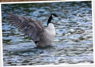  ?? ?? Manually focusing the lens to a patch of water where geese were made it straightfo­rward to capture behaviour shots like this